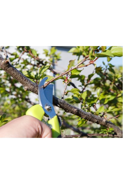 Абрикос домашній Том Кот обрізка